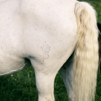 Picture of piber brand on lipizzaner