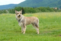 Picture of Picardy sheepdog in field