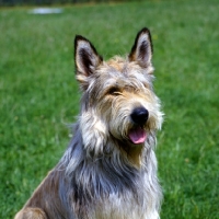 Picture of picardy sheepdog portrait