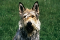 Picture of picardy sheepdog, portrait