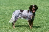 Picture of picardy spaniel, epagneul picard, galann des sources de schnee