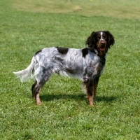 Picture of picardy spaniel, epagneul picard, galann des sources de schnee