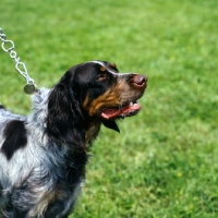 Picture of picardy spaniel on lead