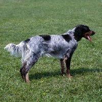 Picture of picardy spaniel side view