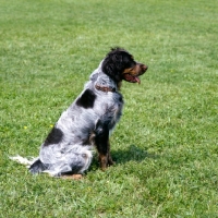 Picture of picardy spaniel sitting