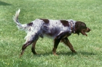 Picture of picardy spaniel walking
