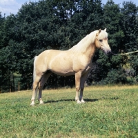 Picture of Piccolo, full view of a Gotland Pony stallion at SkÃ¥nes Djurpark in Sweden