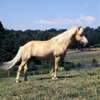 Picture of Piccolo side view of Gotland Pony stallion at SkÃ¥nes Djurpark in Sweden 