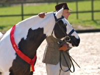 Picture of Piebald Cob wearing ribbon