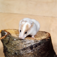 Picture of piebald hamster on a tree stump