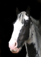 Picture of Piebald horse, black background