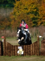 Picture of Piebald horse clearing obstacle
