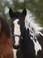 Picture of Piebald horse foal