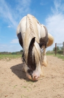 Picture of piebald horse in field, looking down