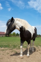 Picture of piebald horse in field