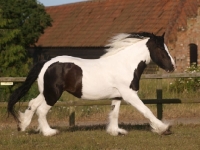 Picture of Piebald horse in motion