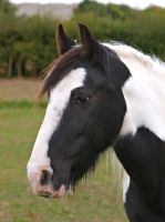 Picture of Piebald horse, looking ahead