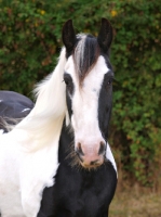 Picture of Piebald horse, looking at camera