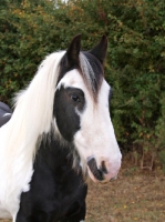 Picture of Piebald horse, portrait