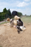 Picture of piebald horse rolling in field