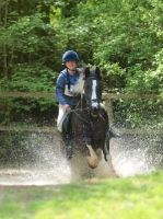 Picture of Piebald horse running in water