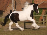 Picture of Piebald horse running