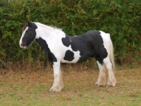 Picture of Piebald horse side view