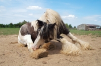 Picture of piebald horse sitting down, scratching