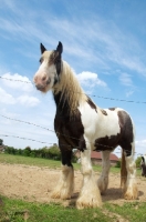 Picture of piebald horse standing in field