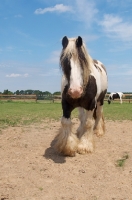 Picture of piebald horse walking in field