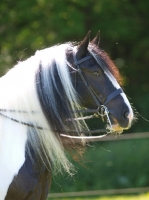 Picture of Piebald horse wearing bridle