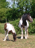 Picture of Piebald horse with foal