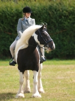 Picture of Piebald horse with rider