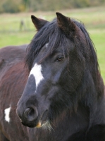 Picture of Piebald horse