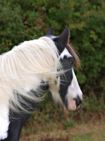 Picture of Piebald horse