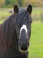 Picture of Piebald horse