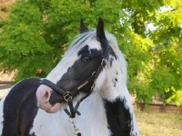 Picture of Piebald horse