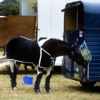 Picture of piebald pony, dressed for travel, eating hay from haynet