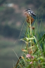 Picture of pied kingfisher in Uganda