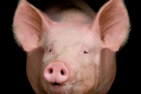 Picture of pig looking at camera
