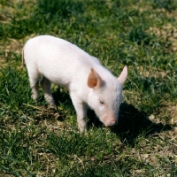 Picture of piglet standing on grass