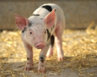 Picture of piglet