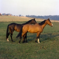 Picture of Pikant, right,  two Danish Warmbloods 