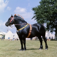 Picture of pinchbeck union crest, percheron stallion at a show