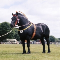 Picture of pinchbeck union crest, percheron stallion at a show 