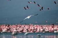 Picture of Pink Flamingos on Lake Naivasha in Kenya