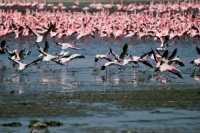 Picture of Pink Flamingos on Lake Naivasha in Kenya