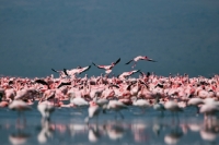 Picture of Pink Flamingos on Lake Naivasha in Kenya