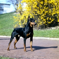 Picture of pinscher with cropped ears black and tan 