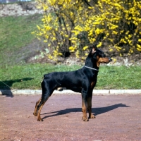 Picture of pinscher with cropped ears